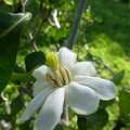 Gardenia  thunbergia1 גרדניה ארוכת פרי