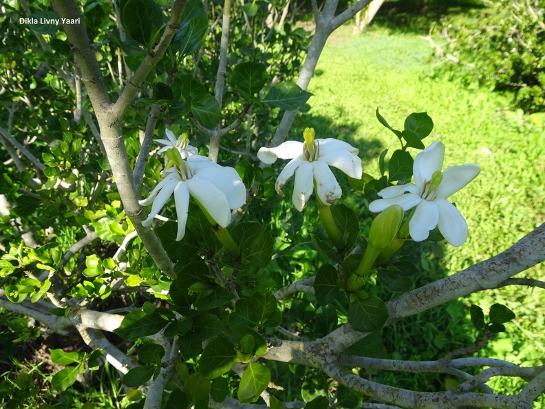 Gardenia  thunbergia גרדניה ארוכת פרי.jpg