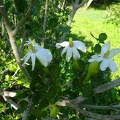 Gardenia  thunbergia גרדניה ארוכת פרי