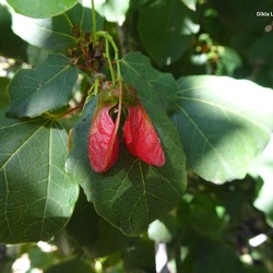 Acer obtusifolium