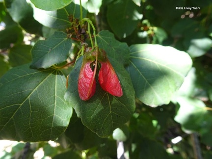 Acer obtusifolium אדר סורי