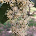 brachylaena discolor ברכילנה דו גונית