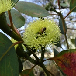 אקליפטוס פרייס    Eucalyptus preissiana