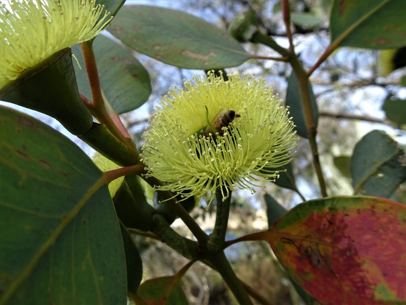 אקליפטוס פרייס    Eucalyptus preissiana.jpg