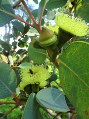 אקליפטוס פרייס    Eucalyptus preissiana