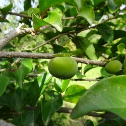 Dovialis hebercarpa דוביאליס פלומתי