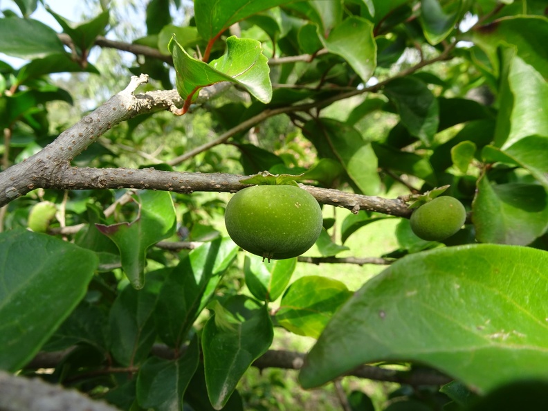 Dovialis hebercarpa דוביאליס פלומתי.jpg