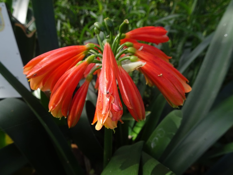 Clivia miniata קליביה אדומה.jpg