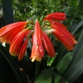 Clivia miniata קליביה אדומה.jpg