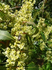 Catha edulis קאת נאכלת