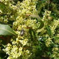 Catha edulis קאת נאכלת.jpg