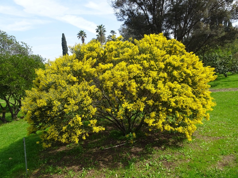 acacia cultriformis שיטה סכינית.jpg