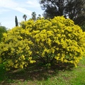 acacia cultriformis שיטה סכינית