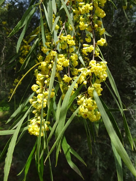 קישור https://ginatnoy.co.il/pittosporum-phylliraeoides pittosporum philyraeoides פיטוספורום בר זיתי.jpg