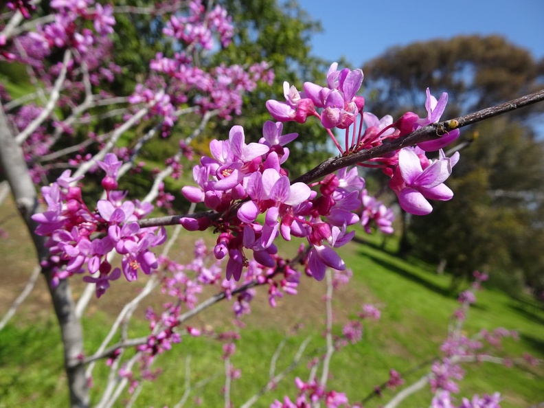 http://ginatnoy.co.il/index.php/pages/795-cercis-canadensis ercis canadensis כליל קנדי.jpg