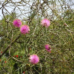 melaleuca nesophila מללויקה מתקלפת