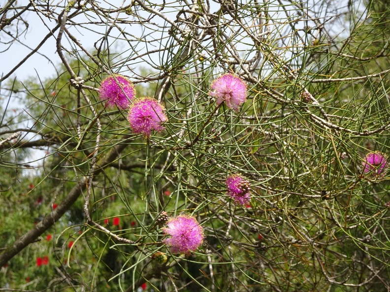 melaleuca nesophila מללויקה מתקלפת.jpg