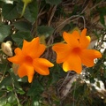 thunbergia gregorii תונברגיה גרגור