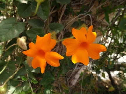 thunbergia gregorii תונברגיה גרגור