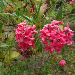 Rondeletia leucophylla רונדלטיה לבנת עלים