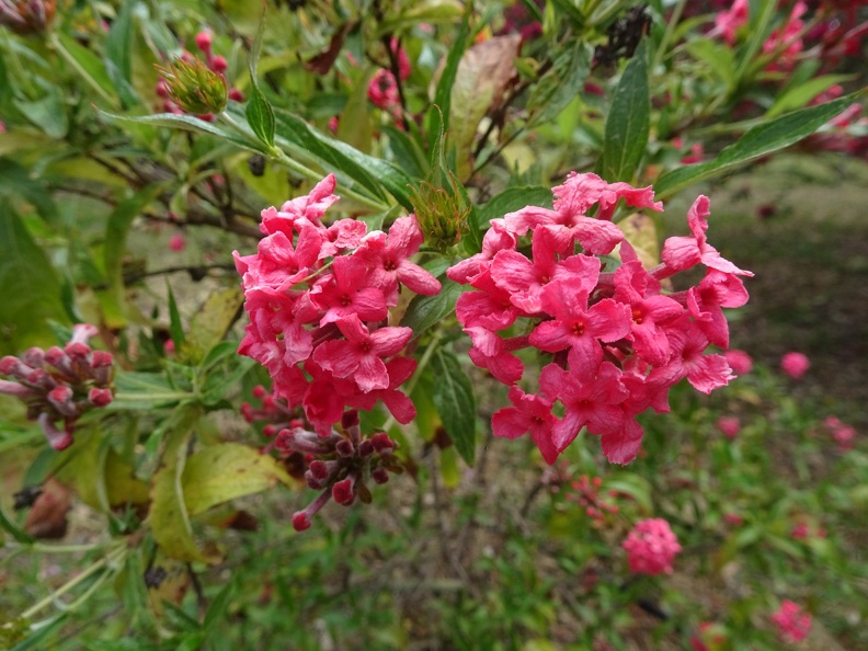 Rondeletia leucophylla רונדלטיה לבנת עלה.jpg