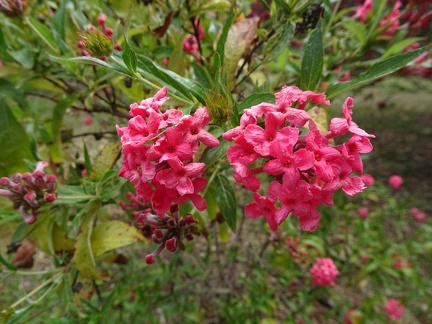 Rondeletia leucophylla רונדלטיה לבנת עלה