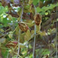 kigelia pinnata קיגליה מנוצה