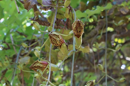 kigelia pinnata קיגליה מנוצה