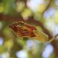 kigelia pinnata קיגליה מנוצה