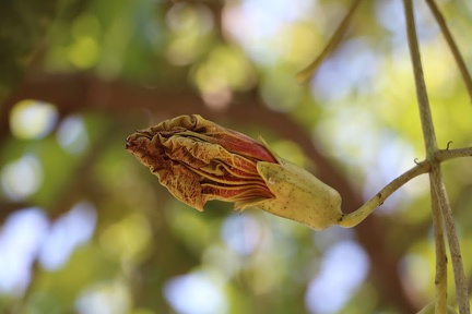 kigelia pinnata קיגליה מנוצה