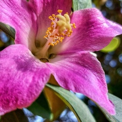 Lagunaria patersonia לגונריית פטרסון