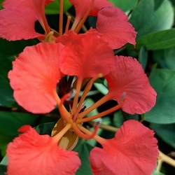 bauhinia galpinii בוהיניה גלפין