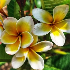 plumeria rubra פלומריה ריחנית