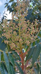 Rhus copallinum אוג הקופל