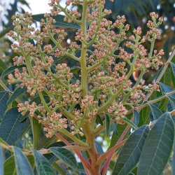 Rhus copallinum אוג הקופל