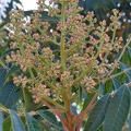 Rhus copallinum אוג הקופל.jpg