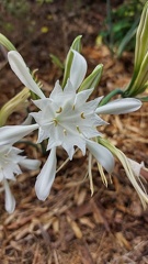 Pancratium maritimum חבצלת החוף