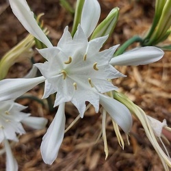 Pancratium maritimum חבצלת החוף