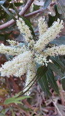 Melaleuca lanceolata מללויקה איזמלנית