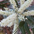 Melaleuca lanceolata מללויקה איזמלנית