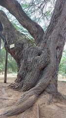 Prosopis alba ינבוט לבן