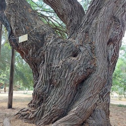 Prosopis alba ינבוט לבן