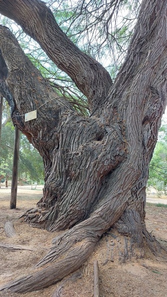 Prosopis alba ינבוט לבן.jpg