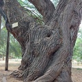 Prosopis alba ינבוט לבן.jpg