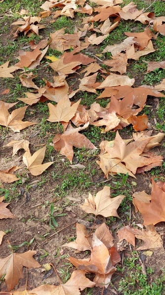 Platanus racemosa דולב קליפורני.jpg