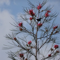 Grevillea Johnsonii גרווילאה ג'ונסון