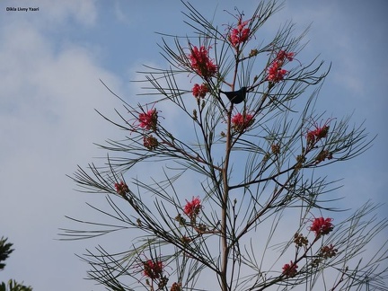 גרווילאת ג'ונסון Grevillea Johnsonii