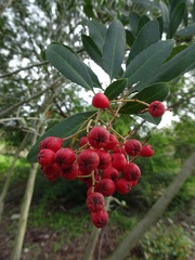 heteromeles arbutifolia הטרומליס קטלבי