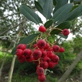 heteromeles arbutifolia הטרומליס קטלבי