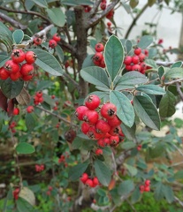 Cotoneaster pannosus חבושית לבידה